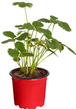 Erdbeere 'Arabella'