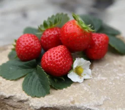 Erdbeere 'Arabella'