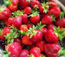 Erdbeere 'Arabella', 4er-Set