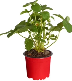 Erdbeere 'Elan'
