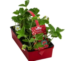 Erdbeere 'Elsanta', 8er-Schale