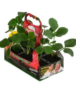 Erdbeere 'Malwina', 6er-Schale