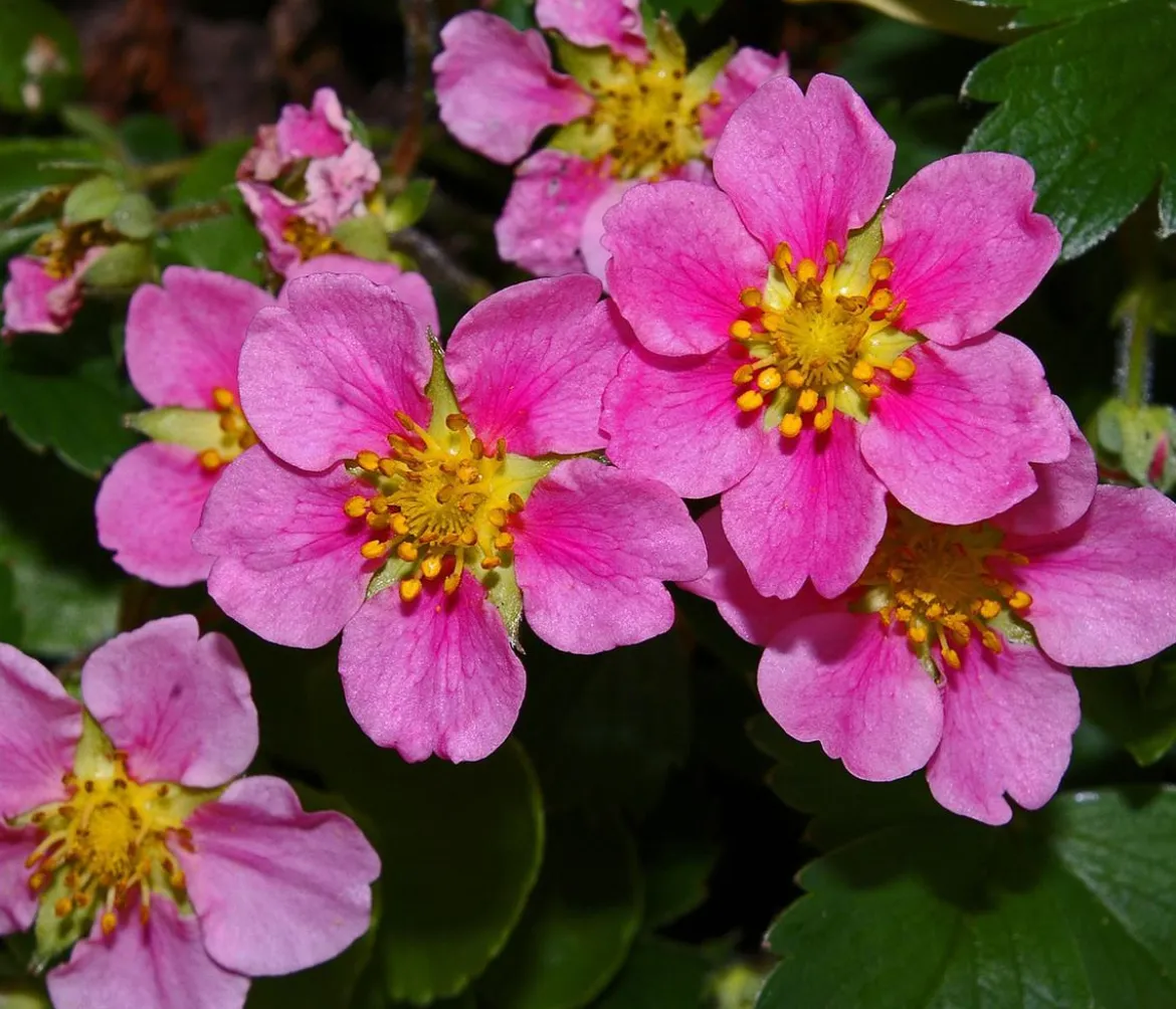 Erdbeere 'Pink Princess'