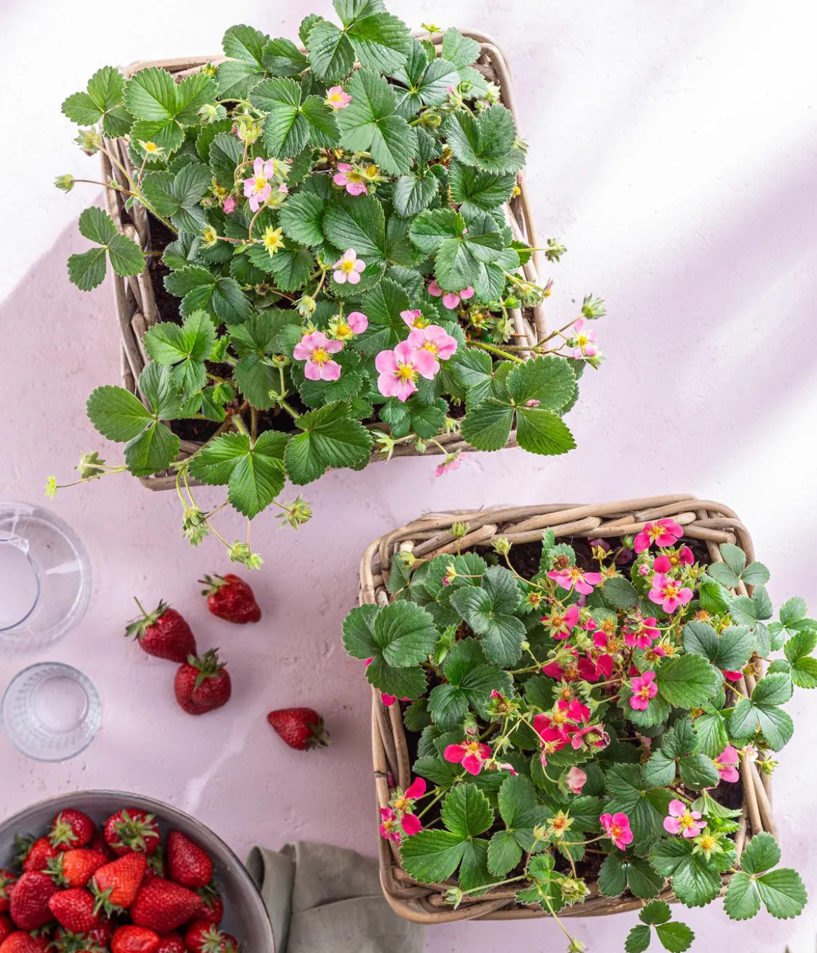 Erdbeere 'Pink Princess'