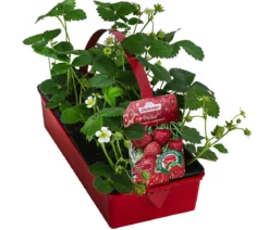 Erdbeere 'Polka', 8er-Schale