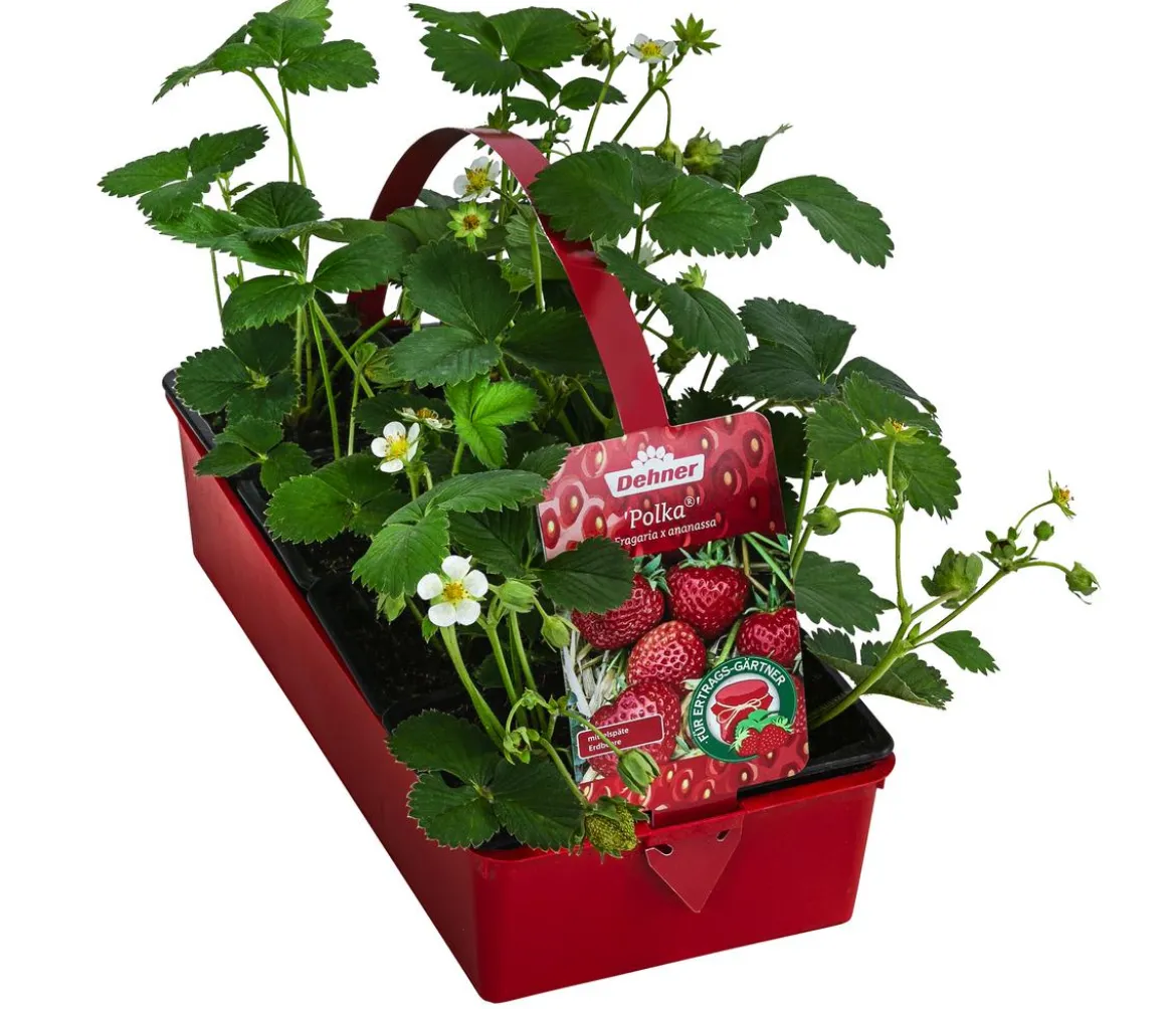 Erdbeere 'Polka', 8er-Schale