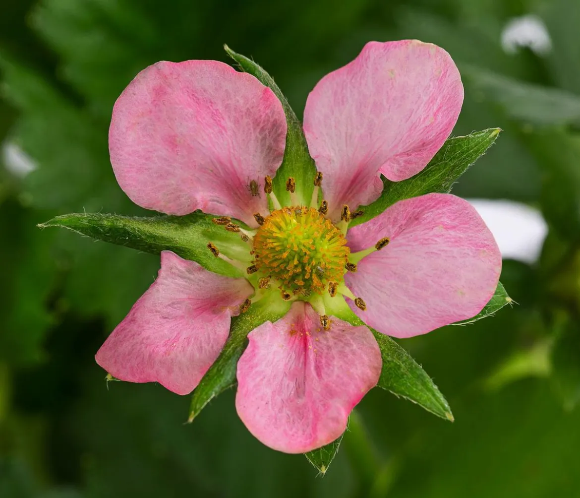 Erdbeere 'Rosana®'
