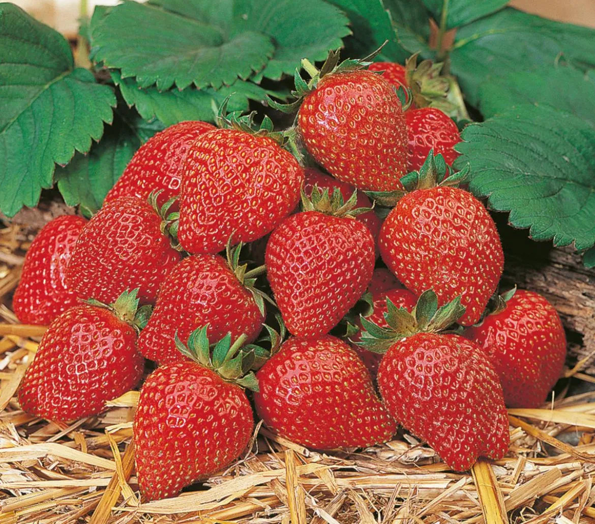 Erdbeere 'Toscana'