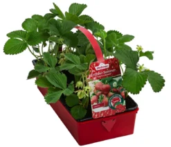 Erdbeer-Set Erdbeer-Sommer, 4 Sorten, 8er-Schale