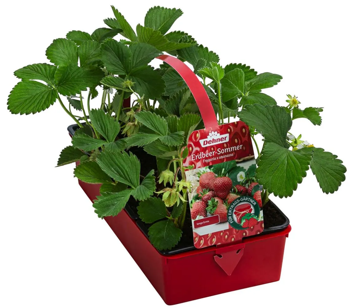 Erdbeer-Set Erdbeer-Sommer, 4 Sorten, 8er-Schale