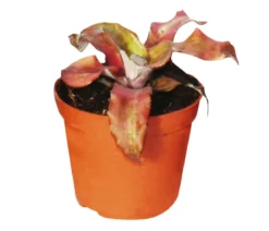 Erdbromelien-Set - Cryptanthus, 4-teilig