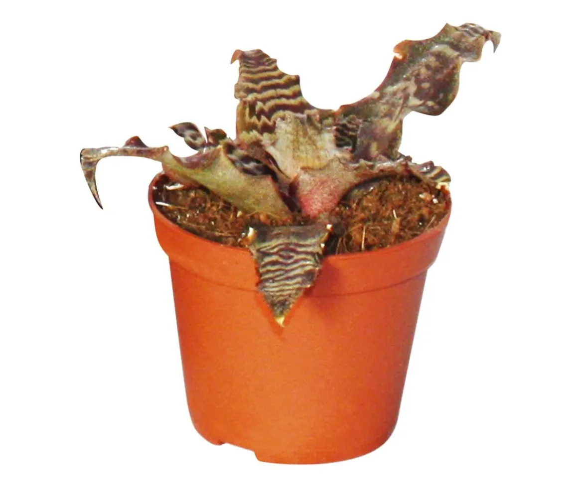 Erdbromelien-Set - Cryptanthus, 4-teilig
