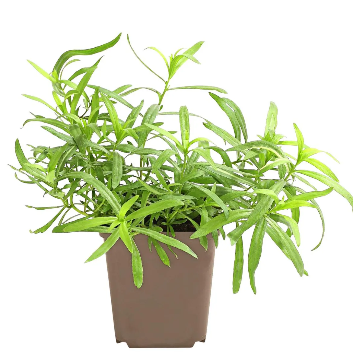 Estragon