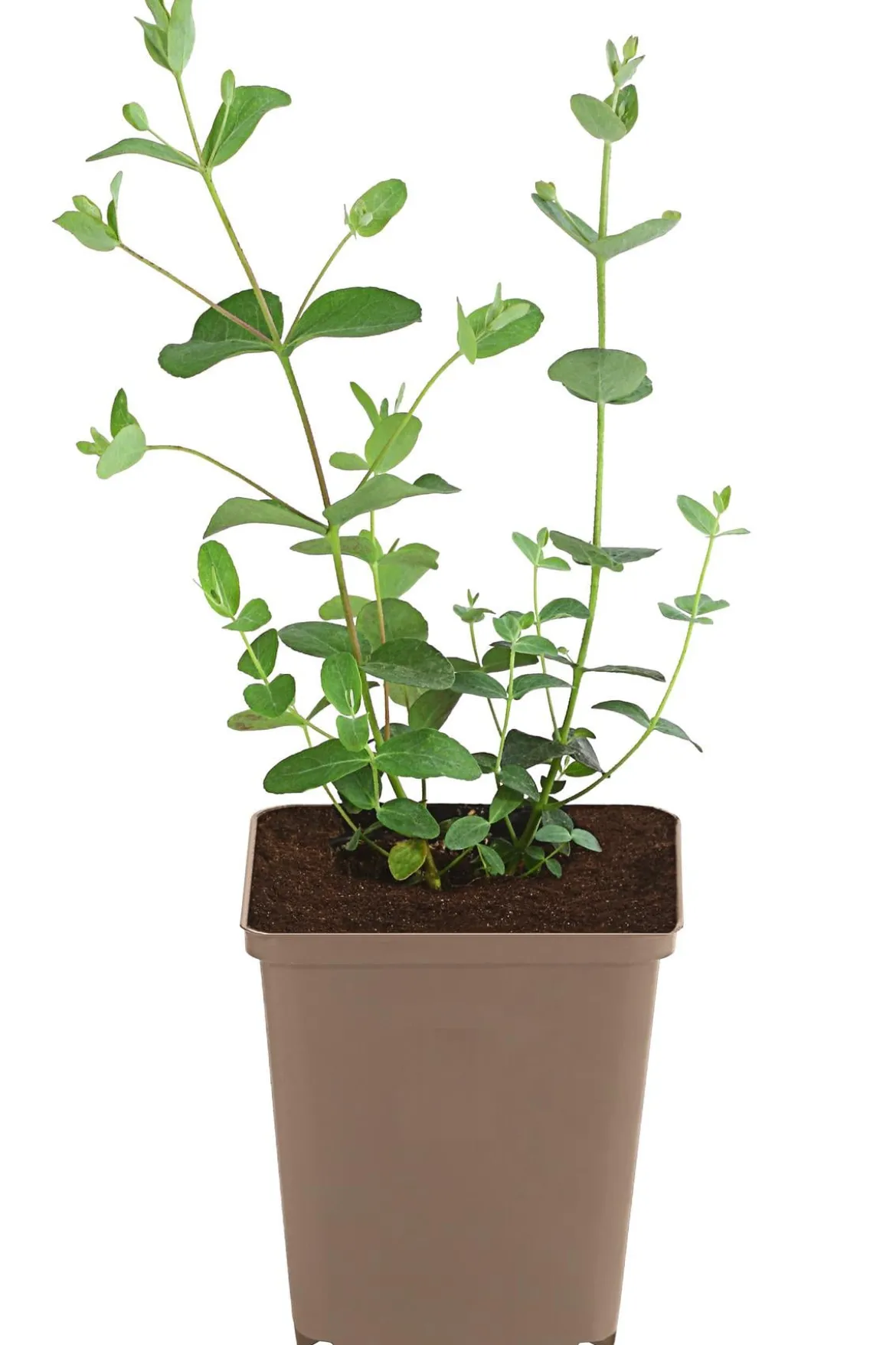 Eukalyptus