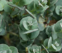Eukalyptus, Busch