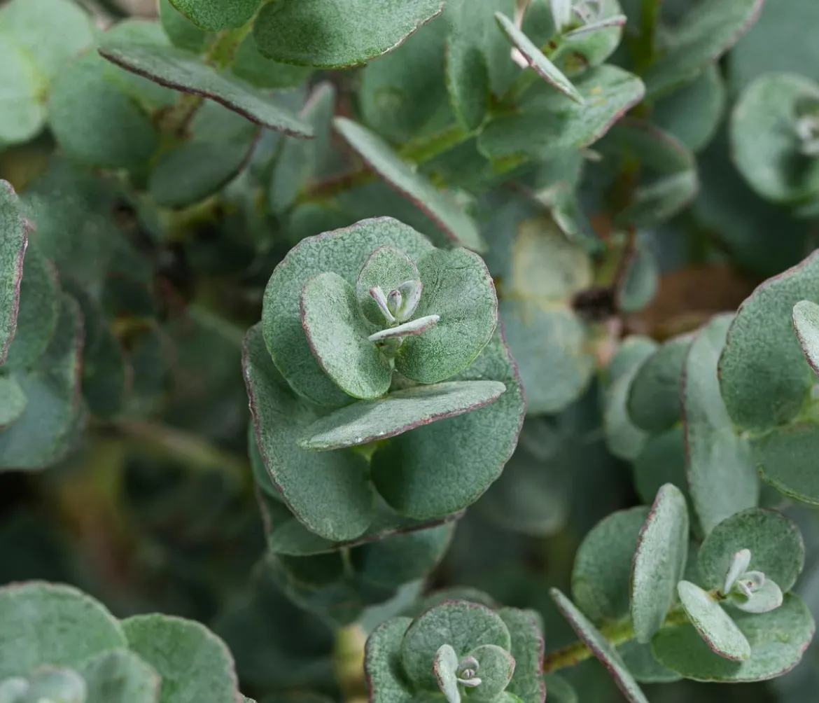 Eukalyptus, Busch
