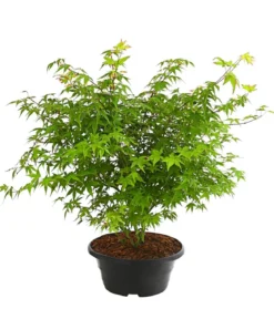 Fächerahorn 'Little Princess', Schale