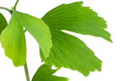 Fächerblattbaum - Ginkgo biloba