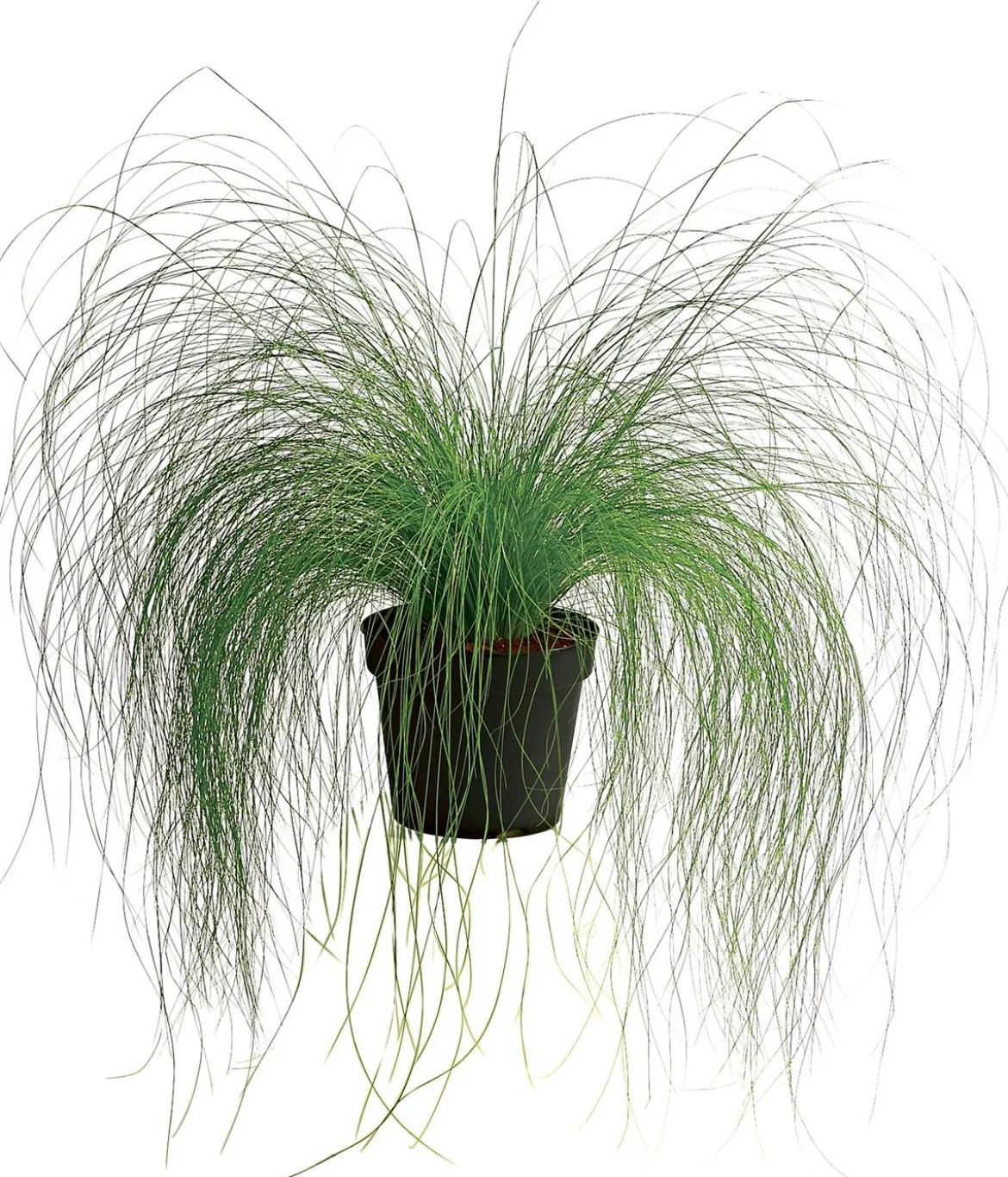Federgras 'Pony Tails'