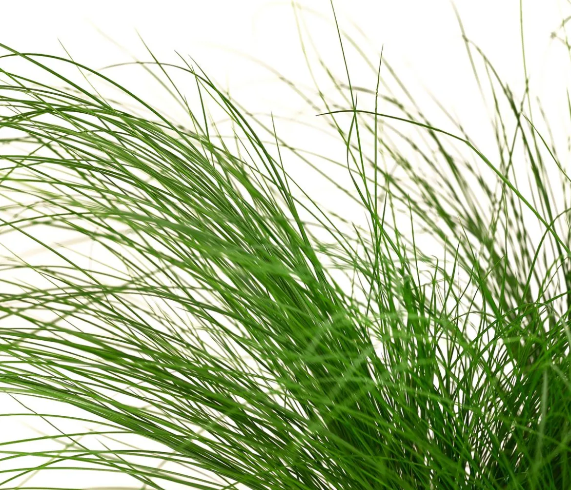 Federgras 'Pony Tails'