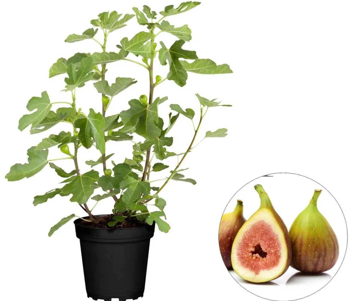 Feige 'Brown Turkey'