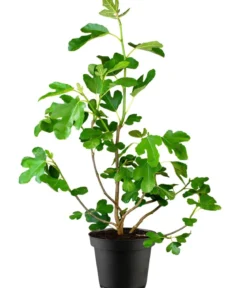 Feige 'Firoma'®