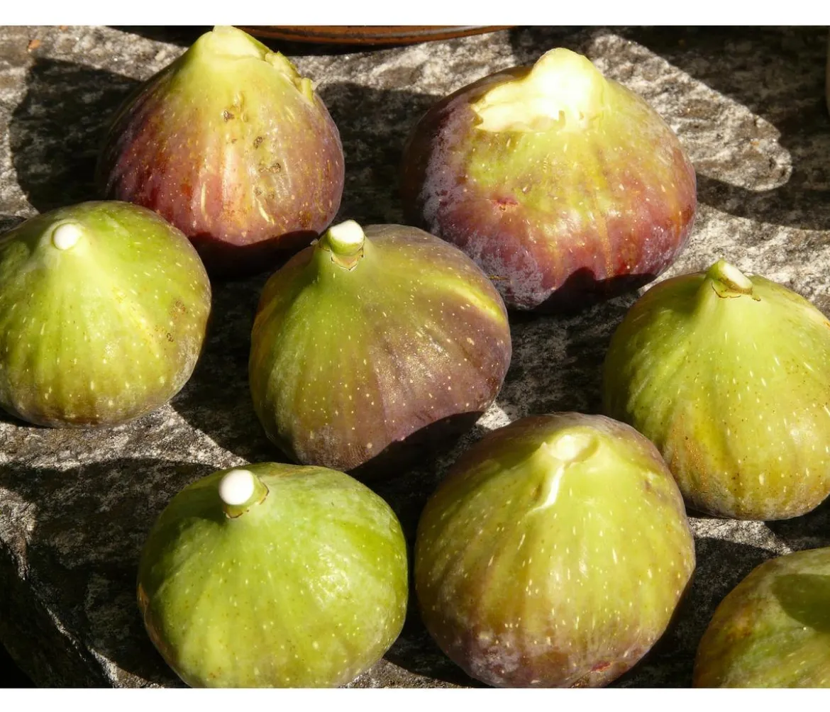 Feige 'Grise de Tarascon'