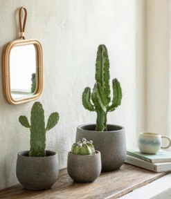 Feigenkaktus - Opuntia consolea
