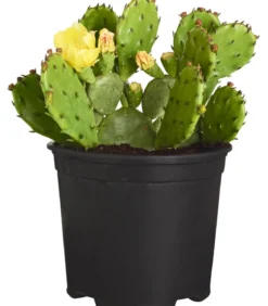 Feigenkaktus - Opuntia humifusa