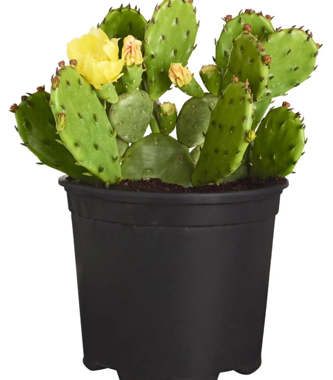 Feigenkaktus - Opuntia humifusa