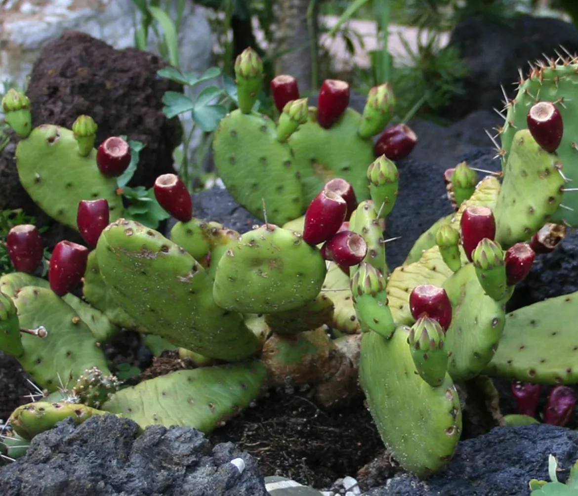 Feigenkaktus - Opuntia humifusa