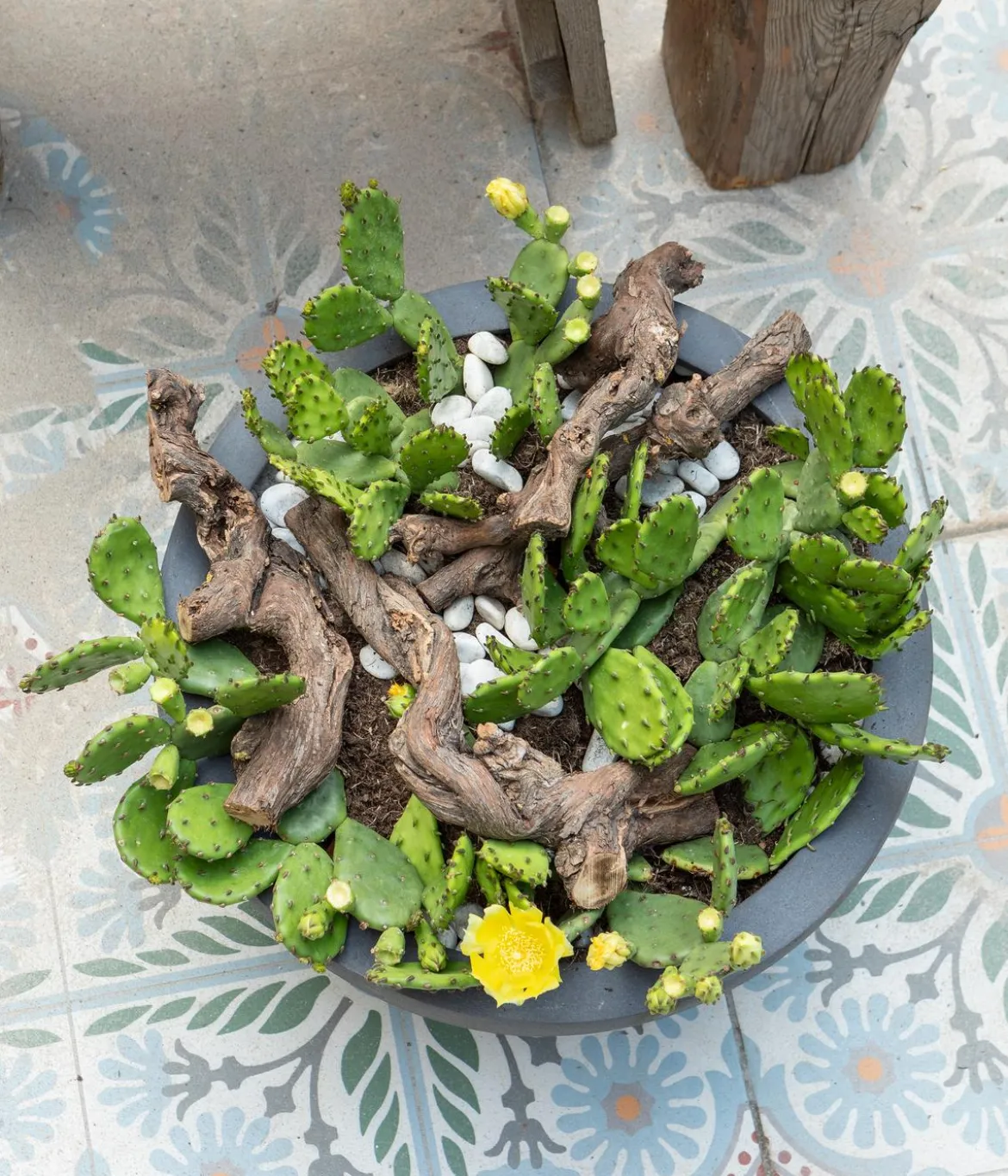 Feigenkaktus - Opuntia humifusa