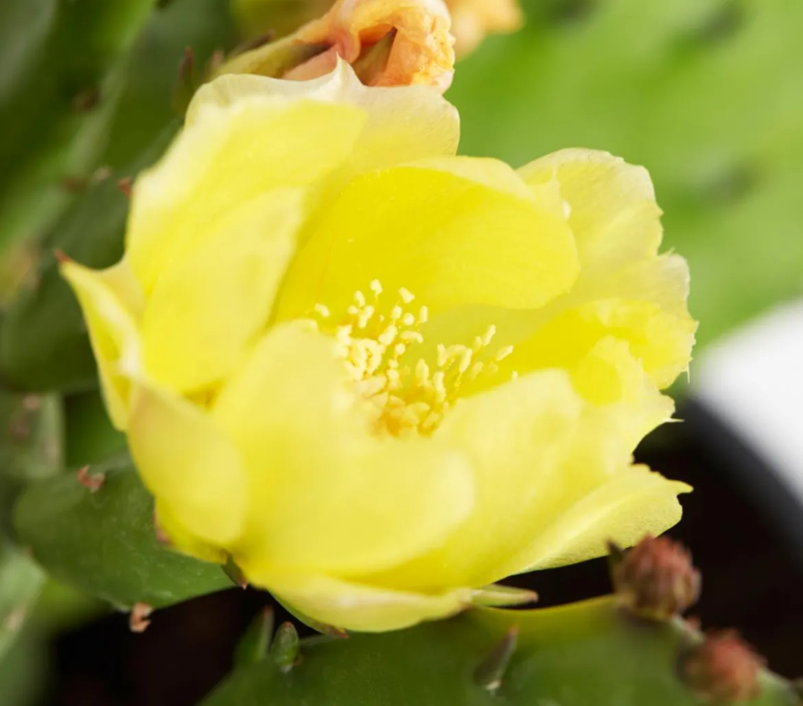 Feigenkaktus - Opuntia humifusa