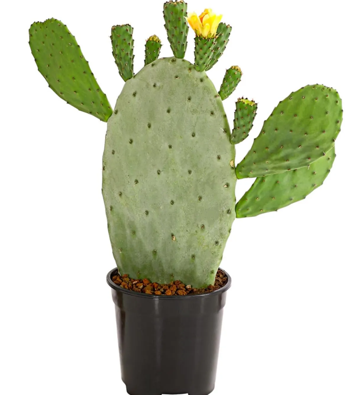 Feigenkaktus - Opuntia indica