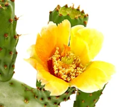 Feigenkaktus - Opuntia indica