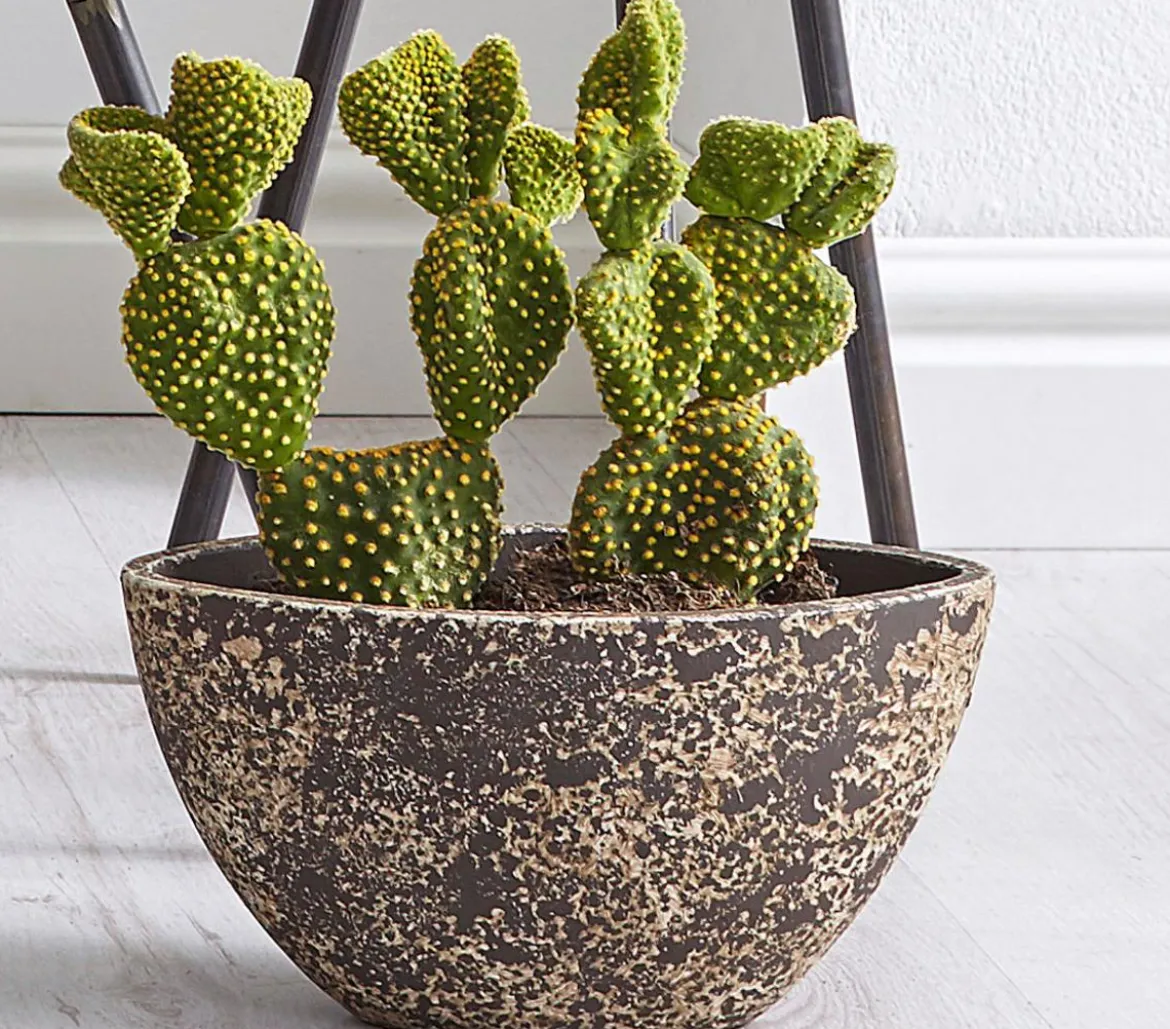 Feigenkaktus - Opuntia indica, verschiedene Sorten