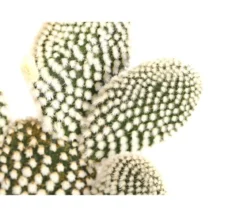 Feigenkaktus - Opuntia indica, verschiedene Sorten
