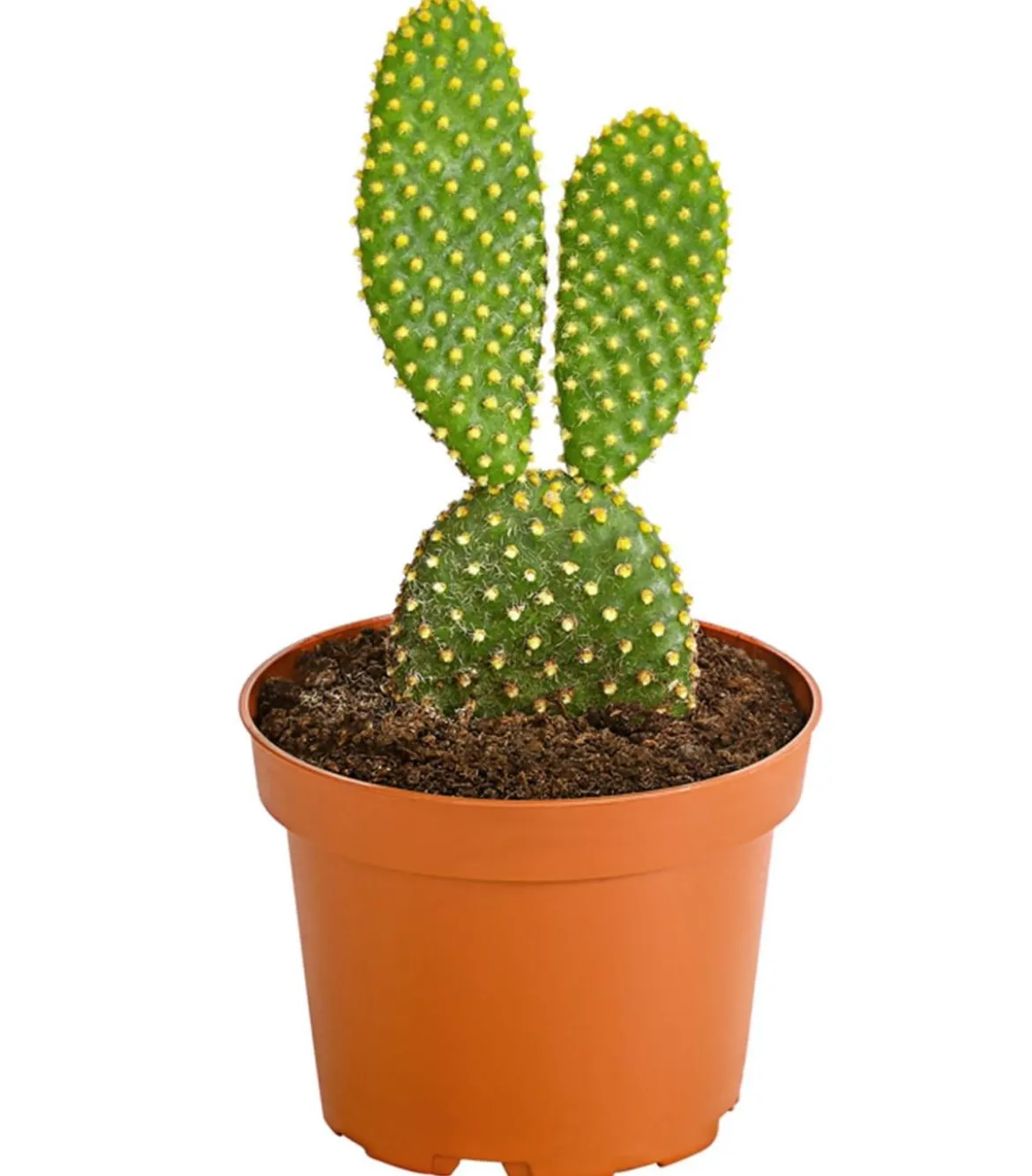 Feigenkaktus - Opuntia indica, verschiedene Sorten