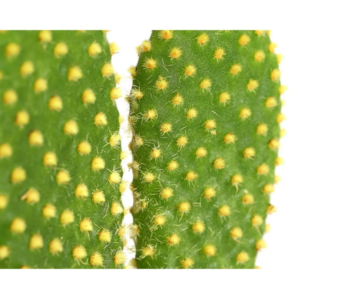 Feigenkaktus - Opuntia indica, verschiedene Sorten
