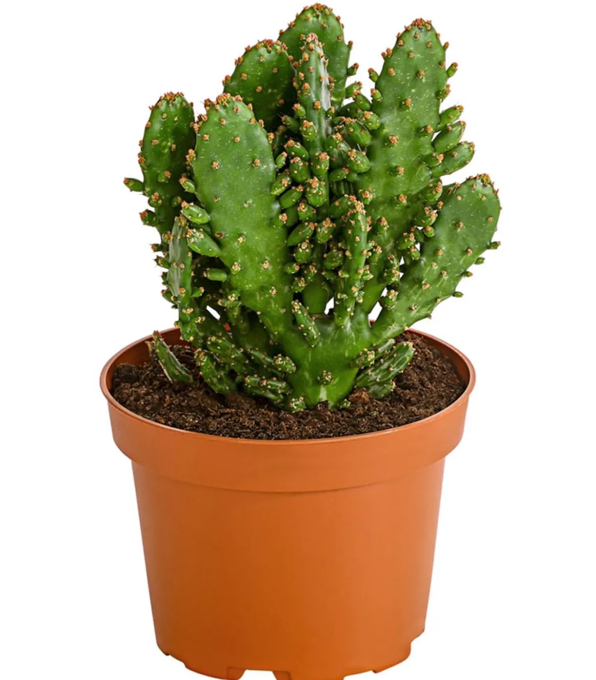 Feigenkaktus - Opuntia indica, verschiedene Sorten