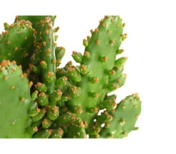 Feigenkaktus - Opuntia indica, verschiedene Sorten