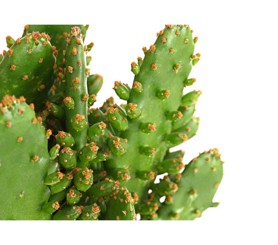 Feigenkaktus - Opuntia indica, verschiedene Sorten