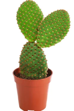 Feigenkaktus - Opuntia microdasys, verschiedene Sorten