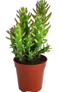 Feigenkaktus - Opuntia microdasys, verschiedene Sorten