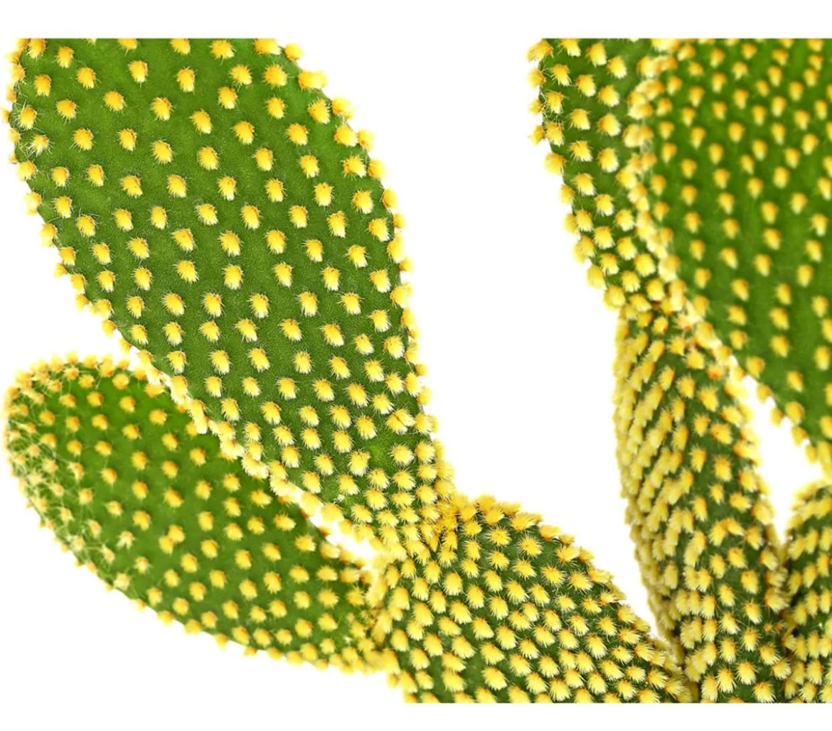 Feigenkaktus - Opuntia microdasys 'Yellow'