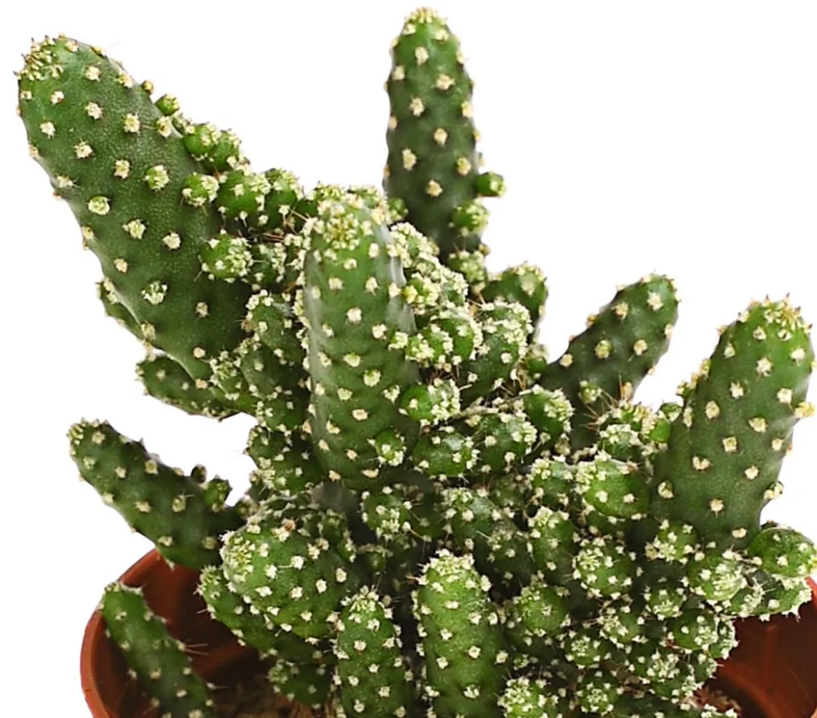 Feigenkaktus - Opuntia tuna monstrosa