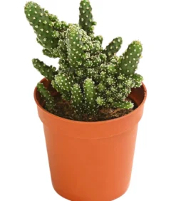Feigenkaktus - Opuntia tuna monstrosa