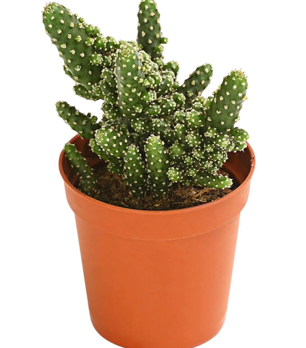 Feigenkaktus - Opuntia tuna monstrosa