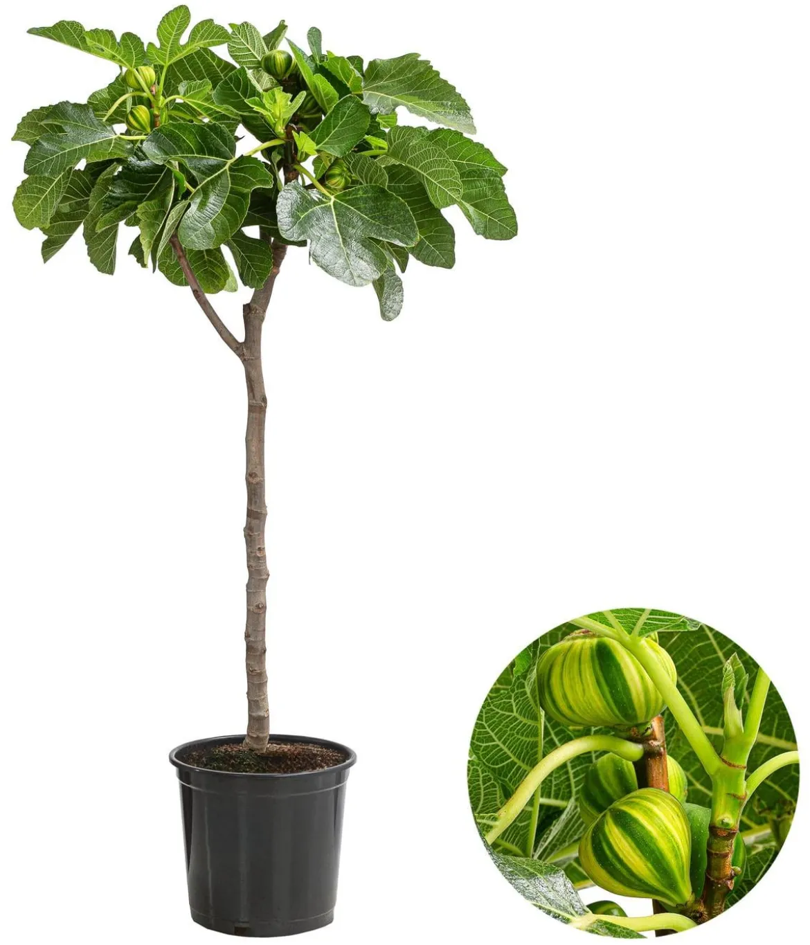 Feige 'Panaché'