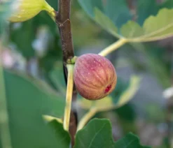 Feige 'Pfälzer Fruchtfeige'